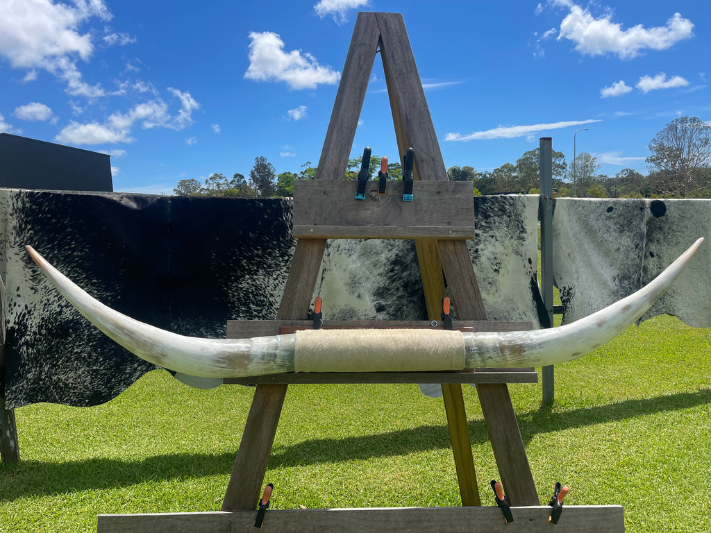 Mounted Cow Horns 04 (delivery extra on request)