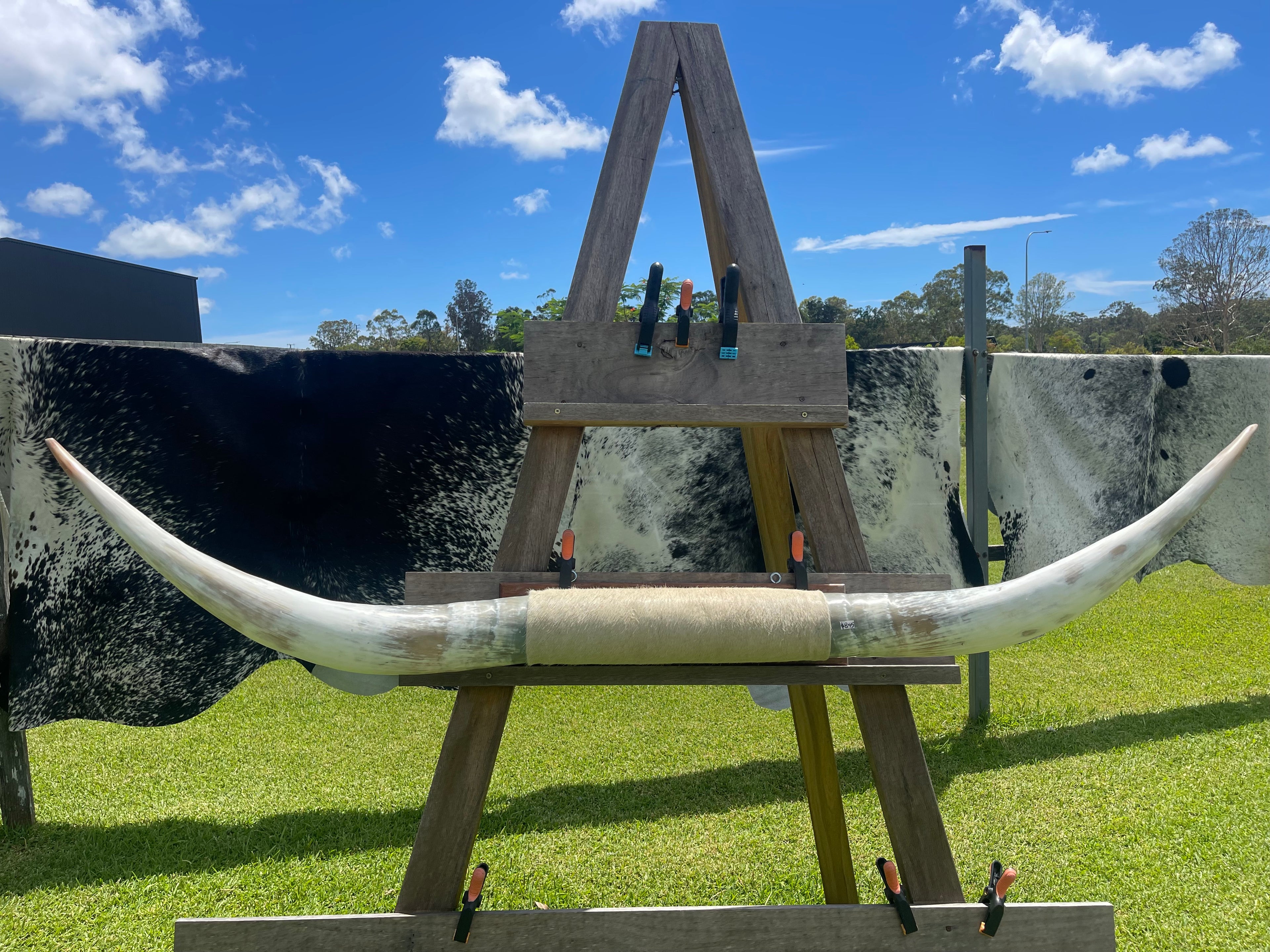 Mounted Cow Horns 04 (delivery extra on request)
