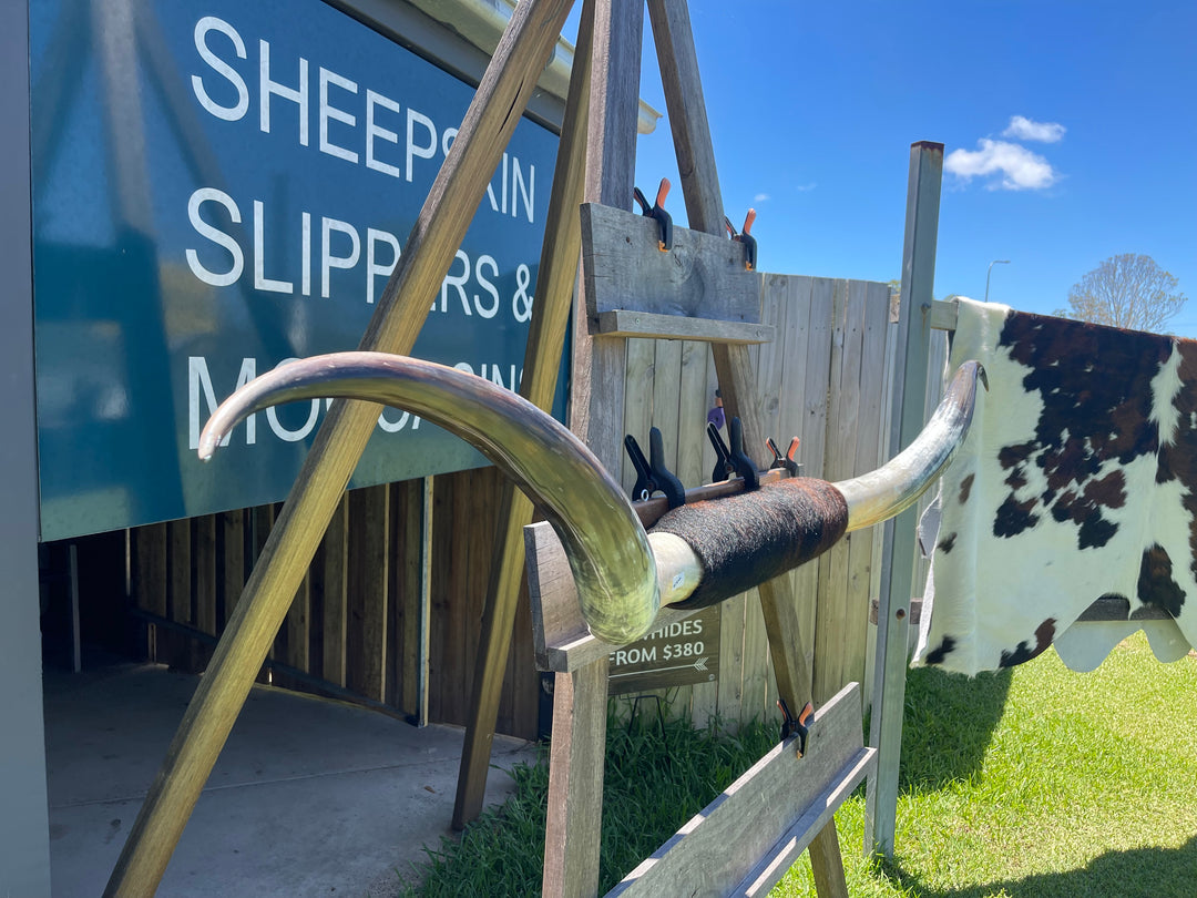 “2nd Grade” Mounted Cow Horns 03 (delivery extra on request