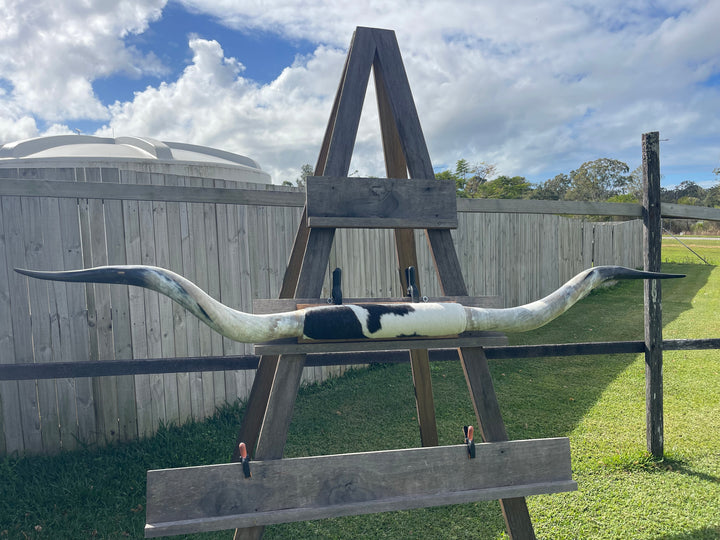 Mounted Cow Horns 01 (delivery extra on request)