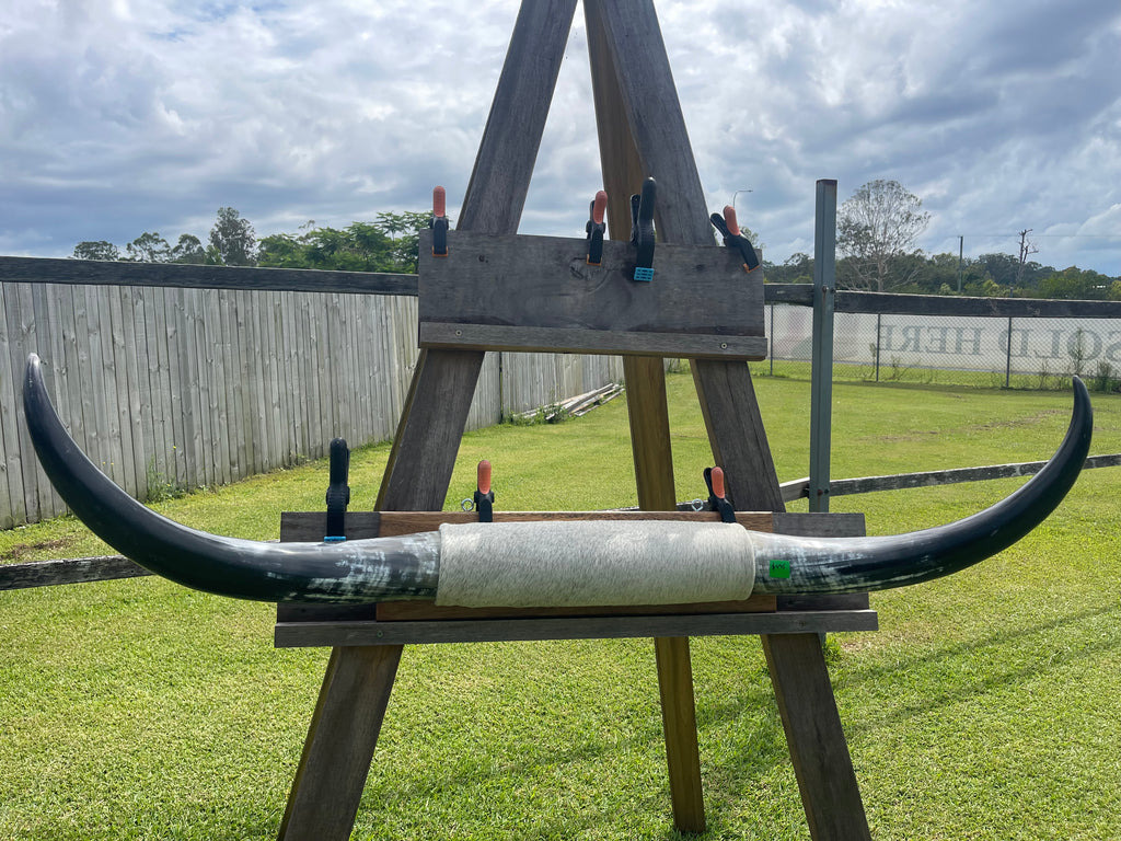 Mounted Cow Horns 48 (delivery extra on request)