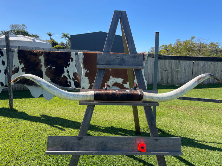 Mounted Cow Horns 35 (delivery extra on request)