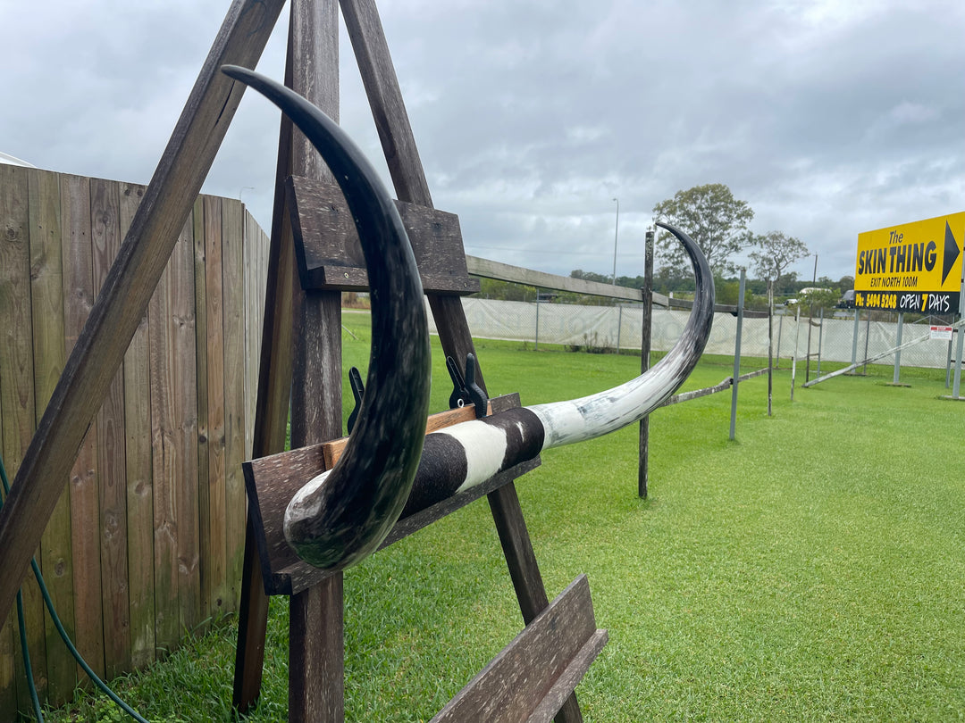 Mounted Cow Horns 44 (Extra for delivery on request)