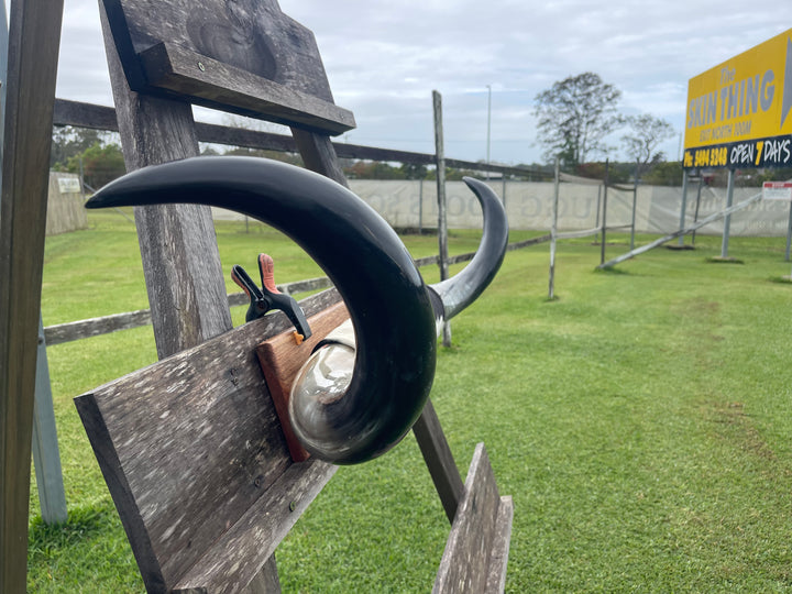 Mounted Cow Horns 19 (delivery extra on request)