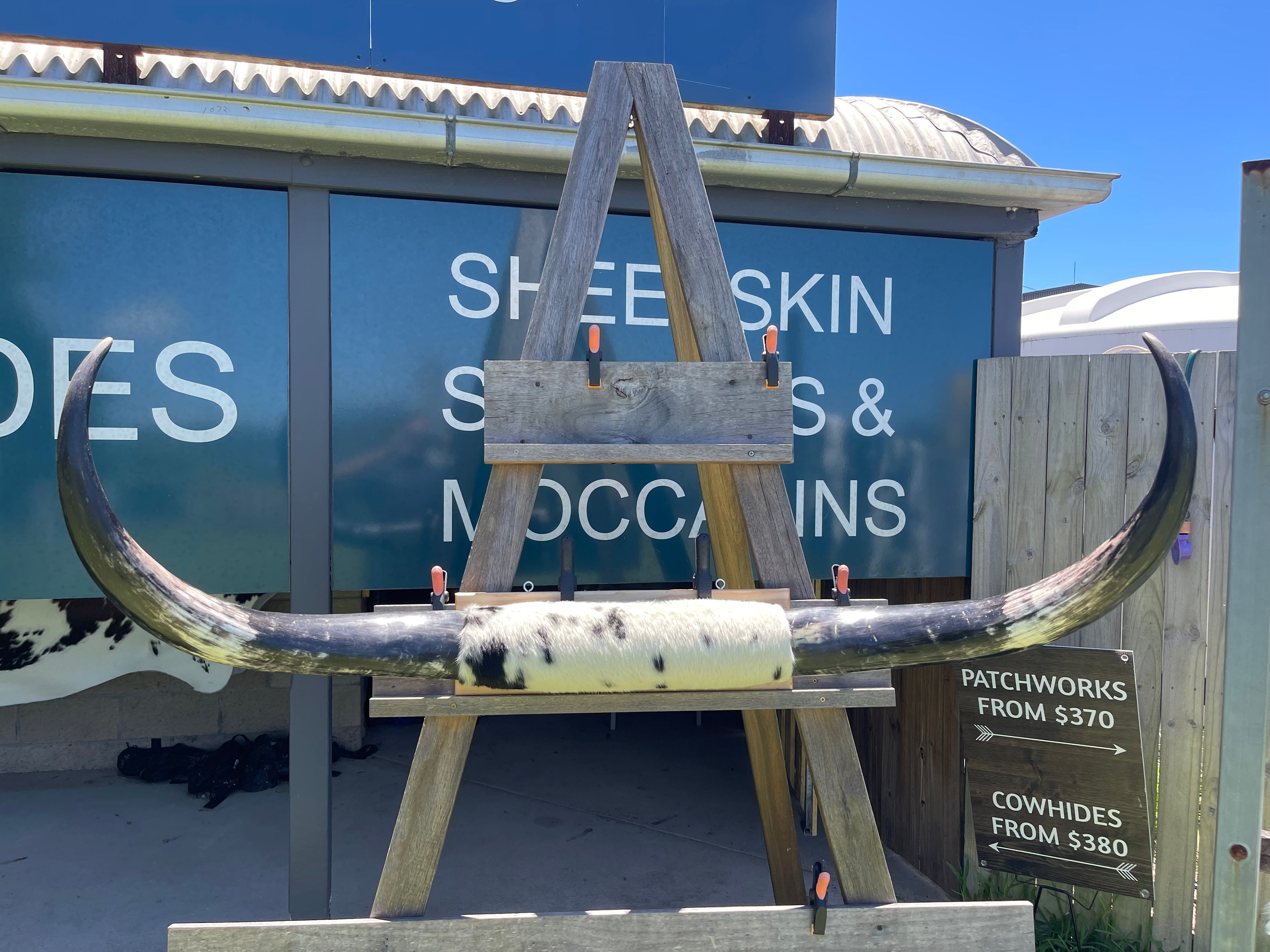 Mounted Cow Horns 12 (delivery extra on request)