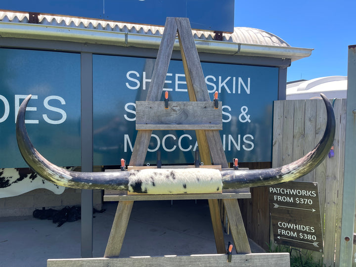 Mounted Cow Horns 12 (delivery extra on request)