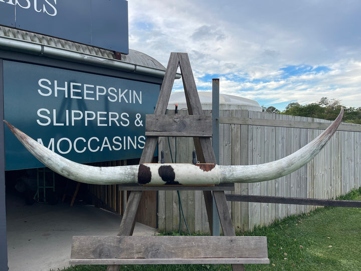 Mounted Cow Horns 16 (delivery extra on request)