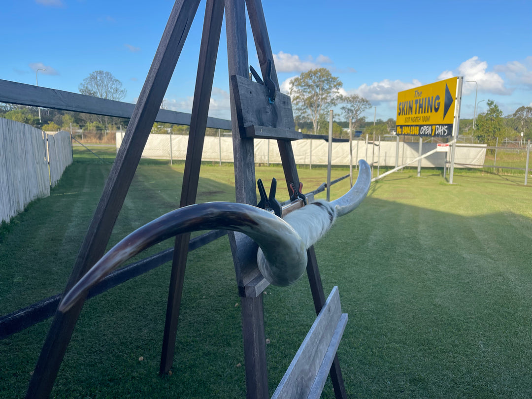 Mounted Cow Horns 44 (Extra for delivery on request)
