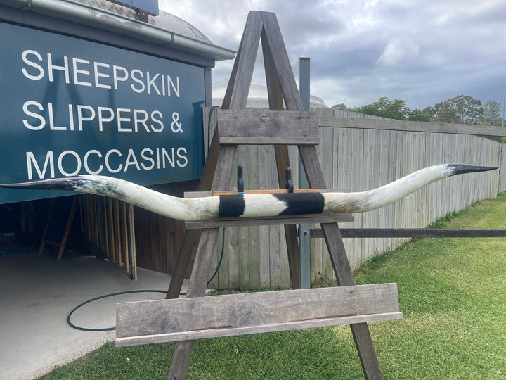 Mounted Cow Horns 49 (delivery extra on request)