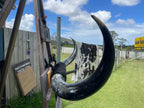 Mounted Cow Horns 26 (delivery extra on request )