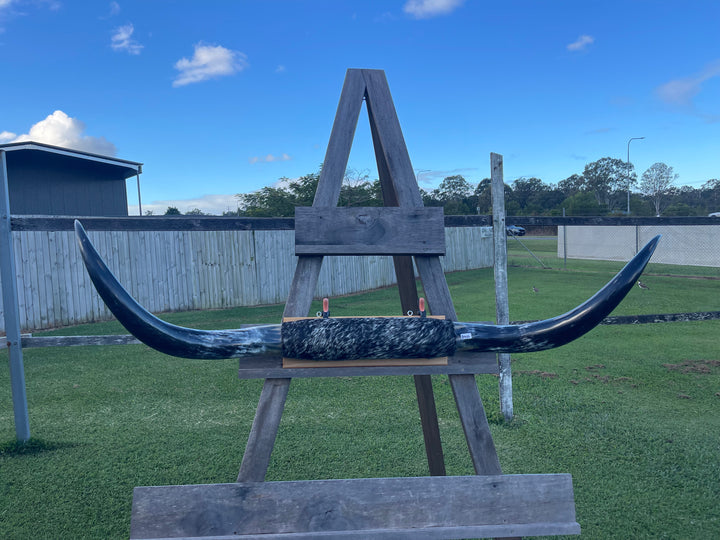 Mounted Cow Horns 52 (this set free delivery,can be dismantled )