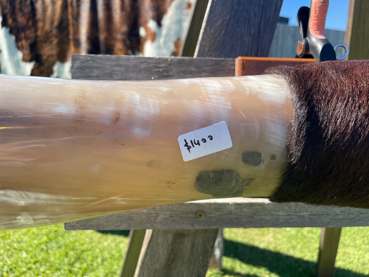 Mounted Cow Horns 20 (delivery extra on request )