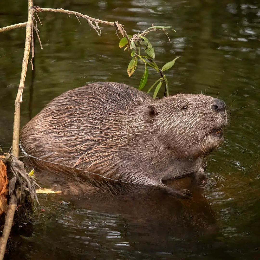 Specialty Skin - Beaver (American)