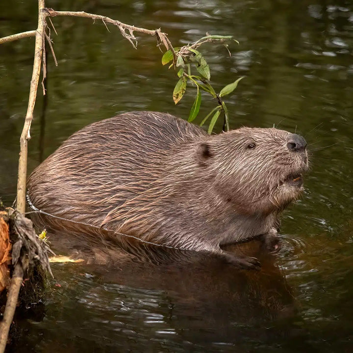 Specialty Skin - Beaver (American)
