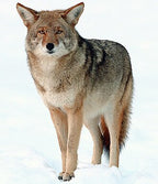 Specialty Skin - American Coyote