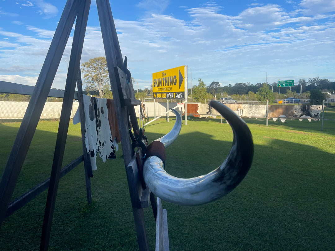 Mounted Cow Horns 30 (delivery extra on request)