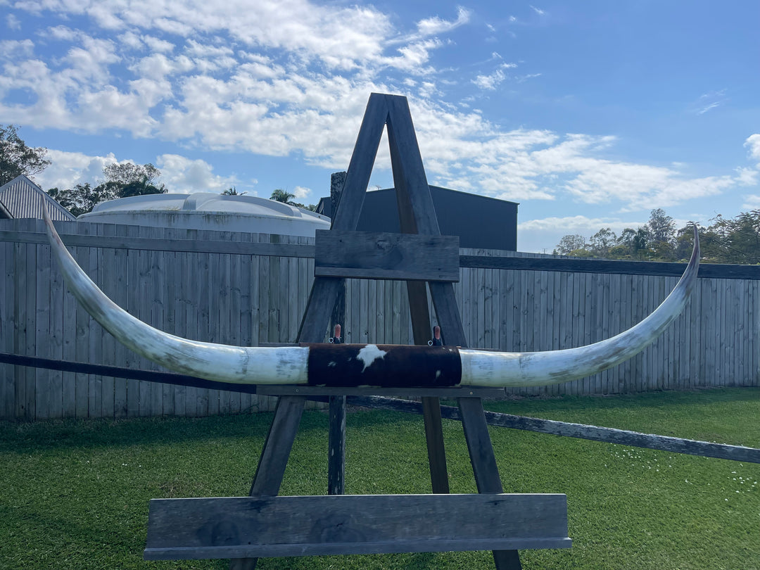 Mounted Cow Horns 45 (delivery extra on request)