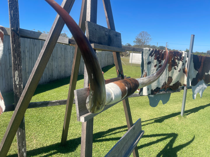 Mounted Cow Horns 02 (delivery extra on request)