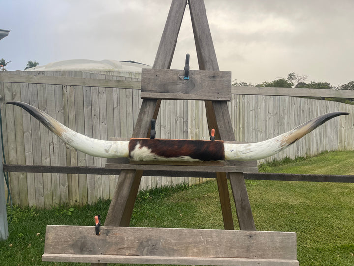 Mounted Cow Horns 28 (delivery extra on request)