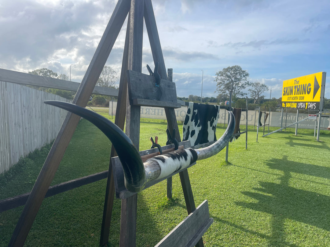 Mounted Cow Horns 07 (delivery extra on request)