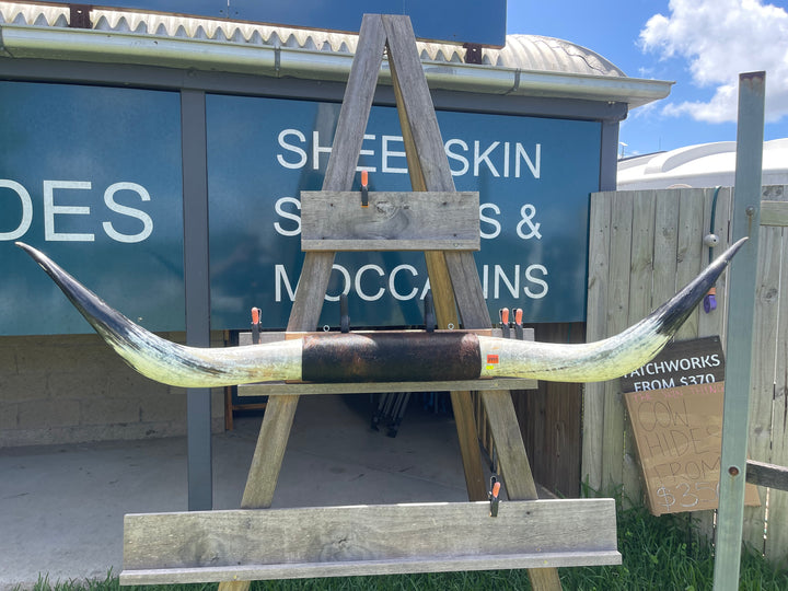 Mounted Cow Horns 42 (delivery extra on request)