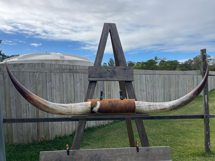 Mounted Cow Horns 16 (delivery extra on request)