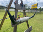 Mounted Cow Horns 48 (delivery extra on request)
