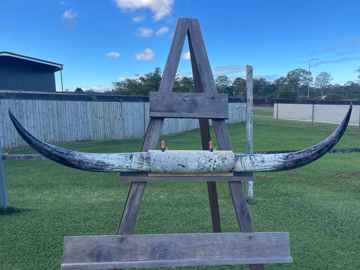 Mounted Cow Horns 49 (this set free delivery, can be dismantled)