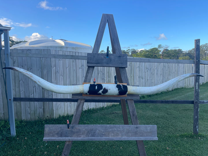 Mounted Cow Horns 40 (delivery extra on request)