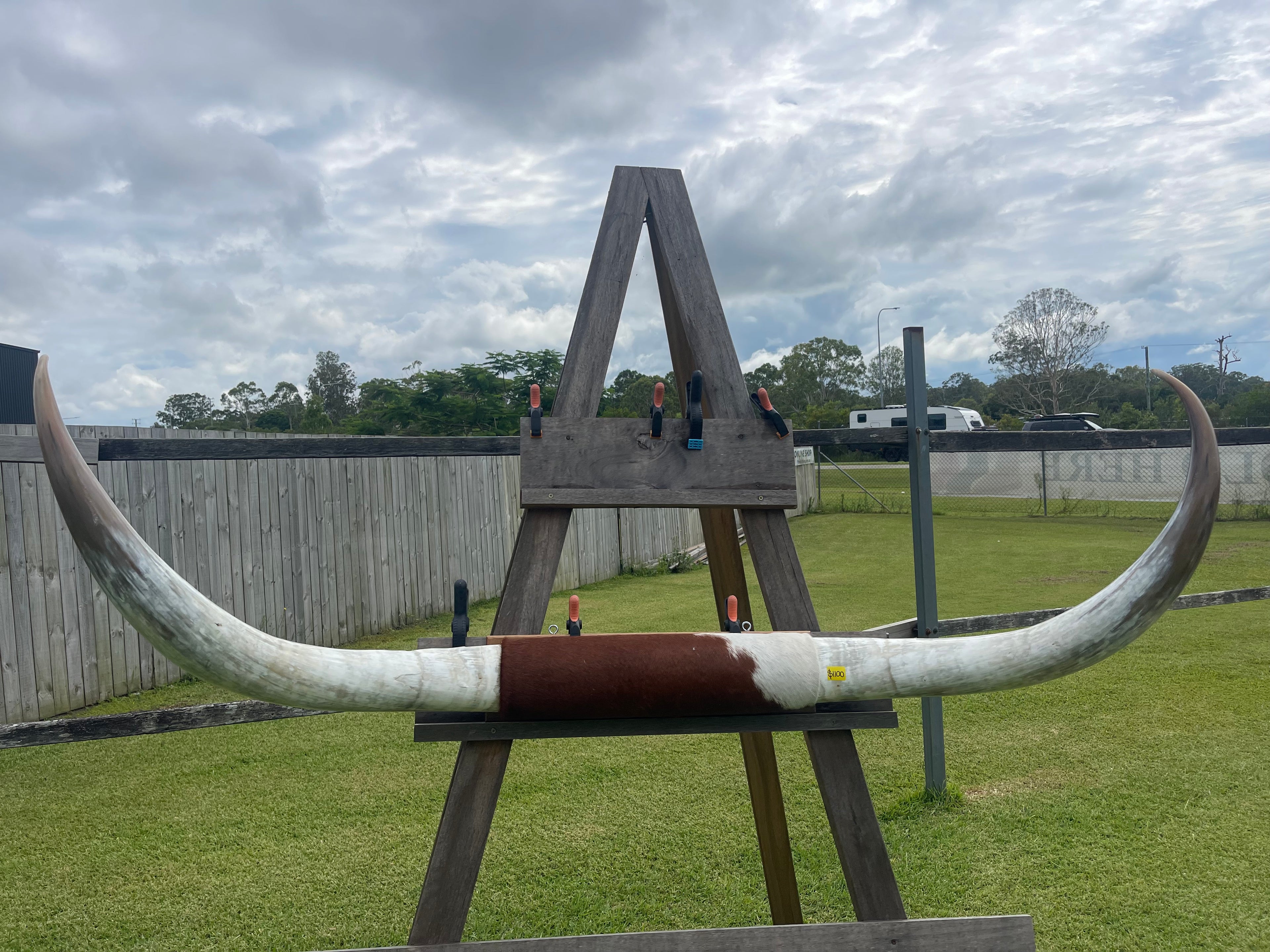 Mounted Cow Horns 08 (delivery extra on request)