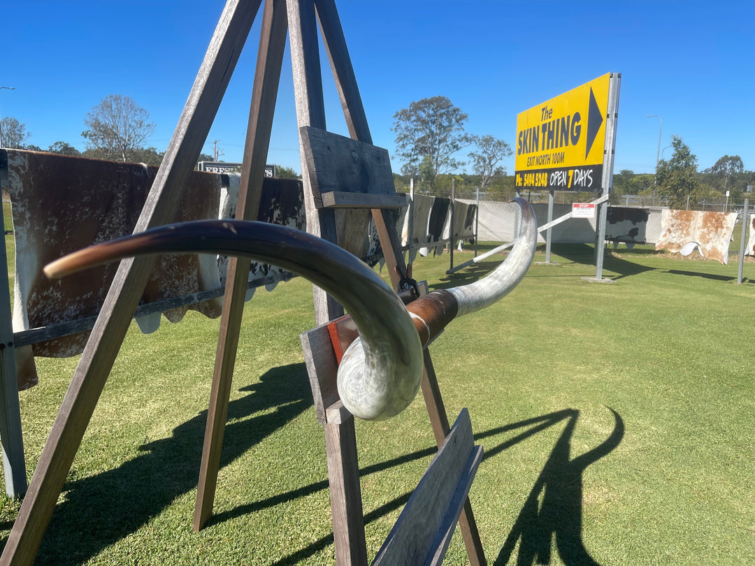 Mounted Cow Horns 52 (this set free delivery,can be dismantled )