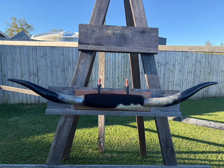 Mounted Cow Horns 27 (delivery extra on request)
