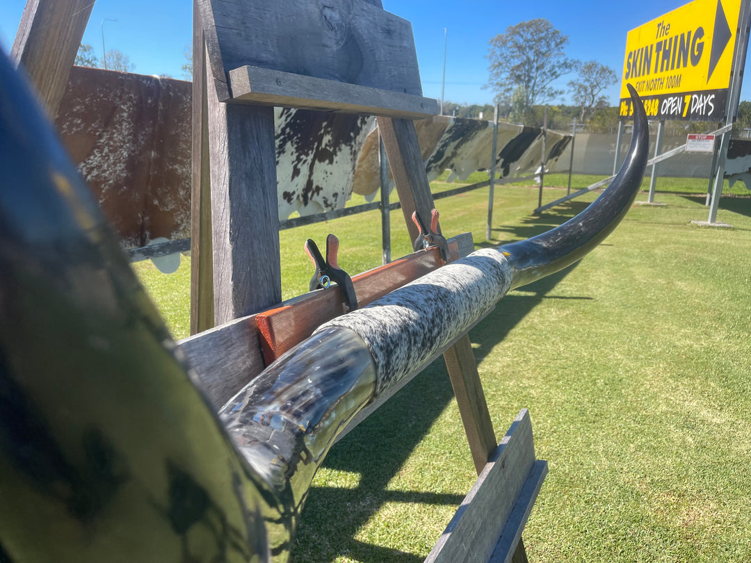 Mounted Cow Horns 01 (delivery extra on request)
