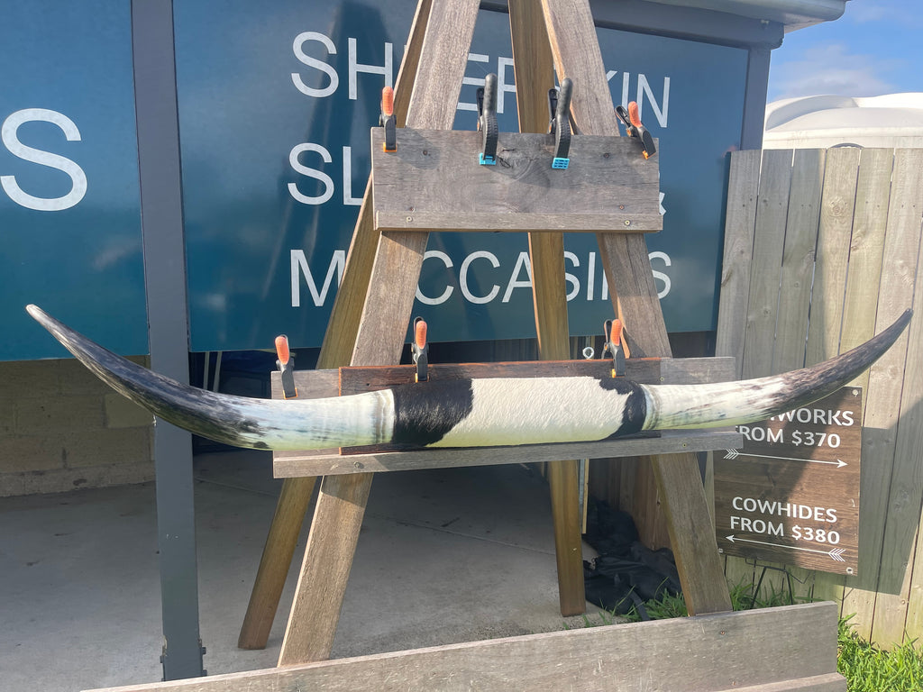 Mounted Cow Horns 33 (delivery extra on request)