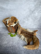 Specialty Skin - Fox Skins