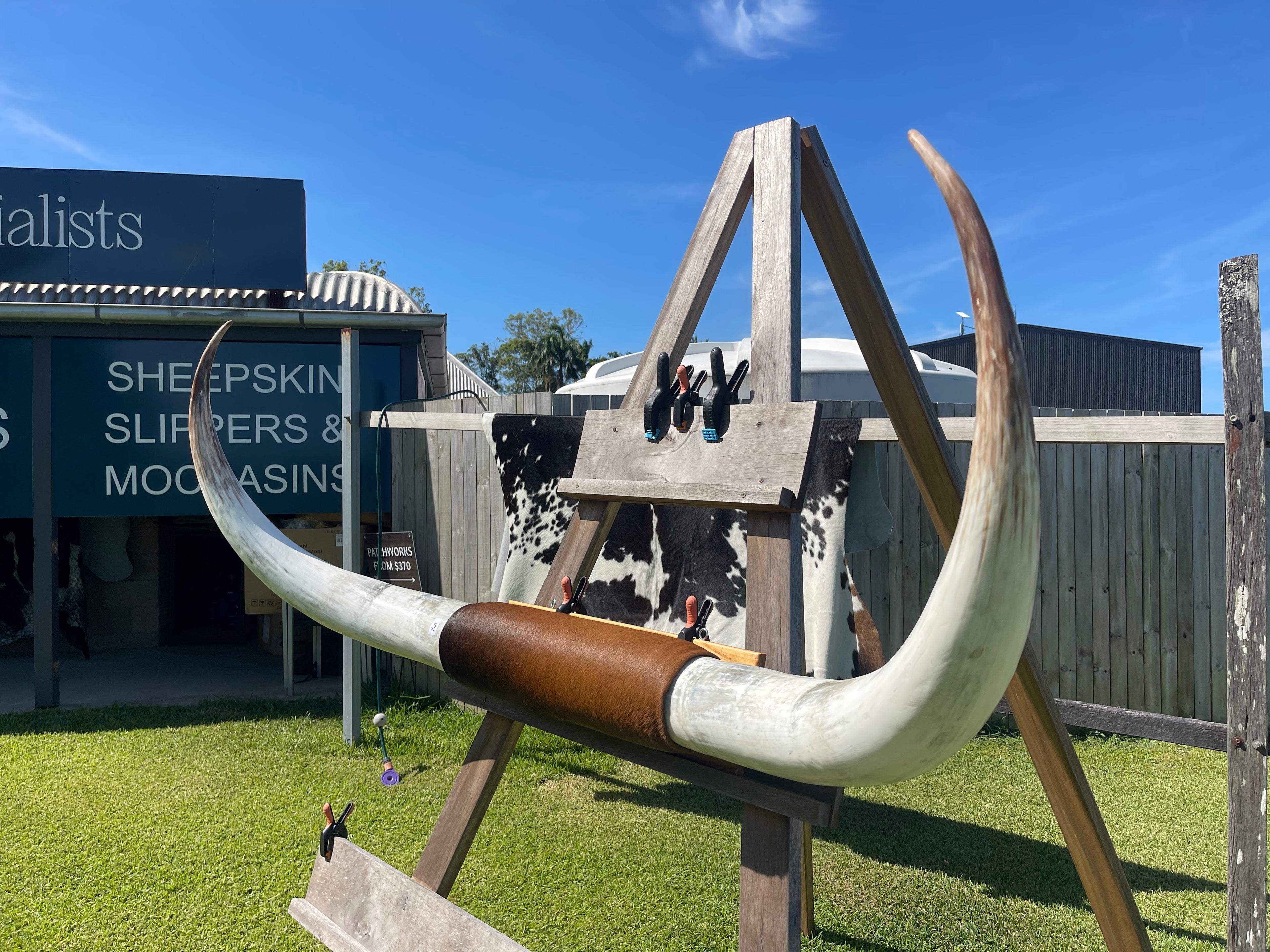 Mounted Cow Horns 03 (delivery extra on request