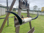 Mounted Cow Horns 36 (delivery extra on request)
