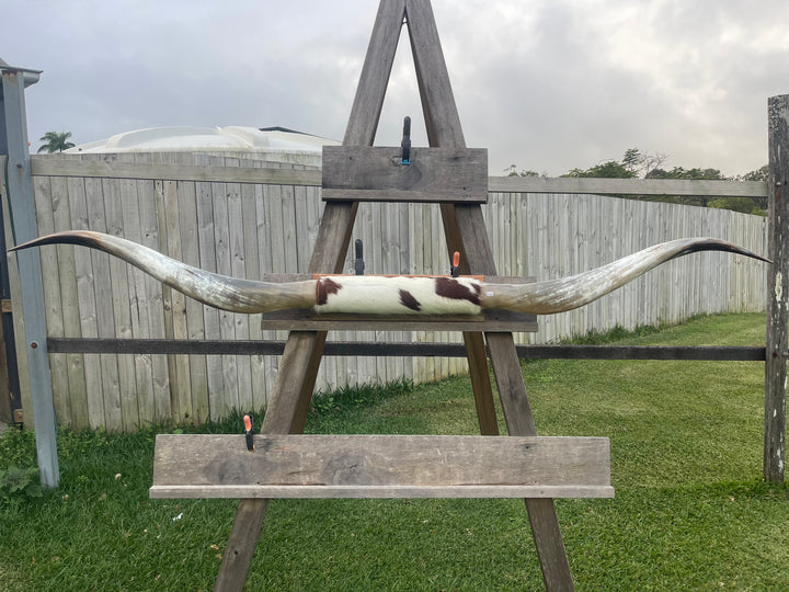 Mounted Cow Horns 18 ( delivery extra on request )