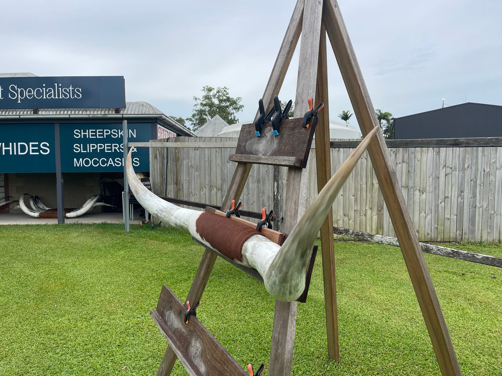 Mounted Cow Horns 43 (delivery extra on request)