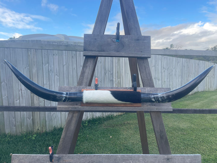 Mounted Cow Horns 20 (delivery extra on request )