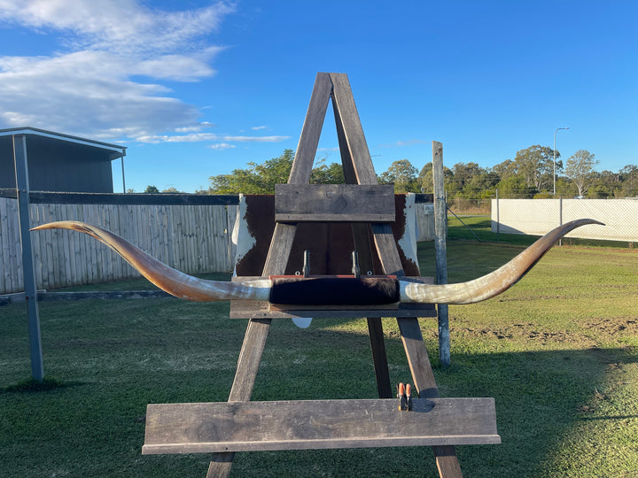 Mounted Cow Horns 39 (delivery extra on request)