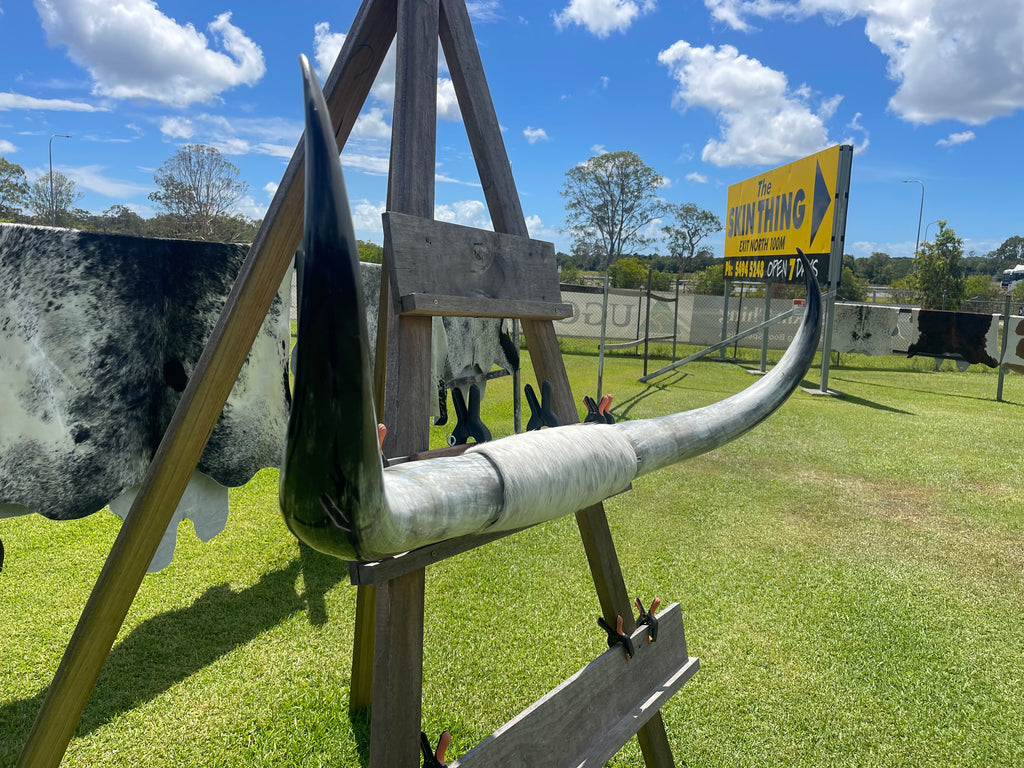 Mounted Cow Horns 46 (delivery extra on request)