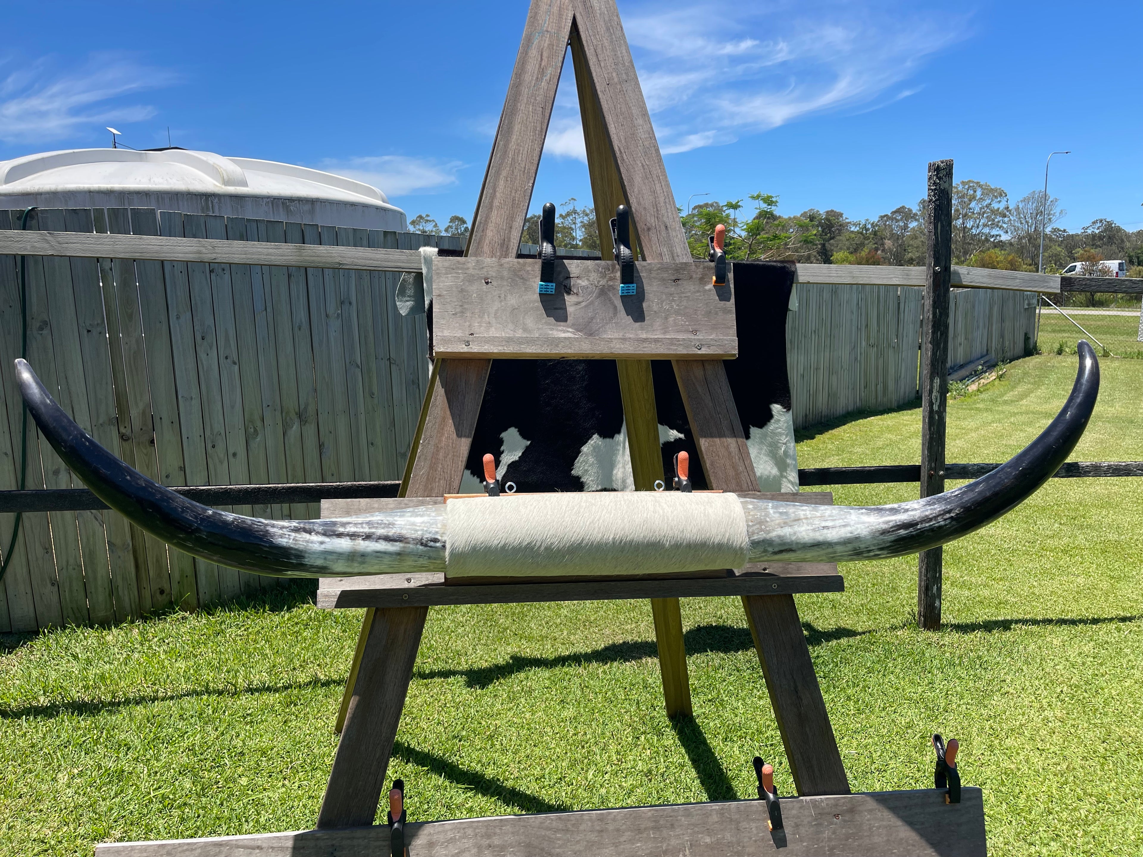 Mounted Cow Horns 24 (delivery extra on request)