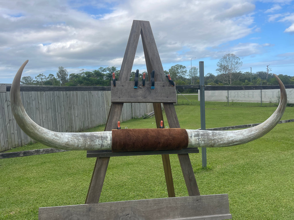 Mounted Cow Horns 49 (delivery extra on request)