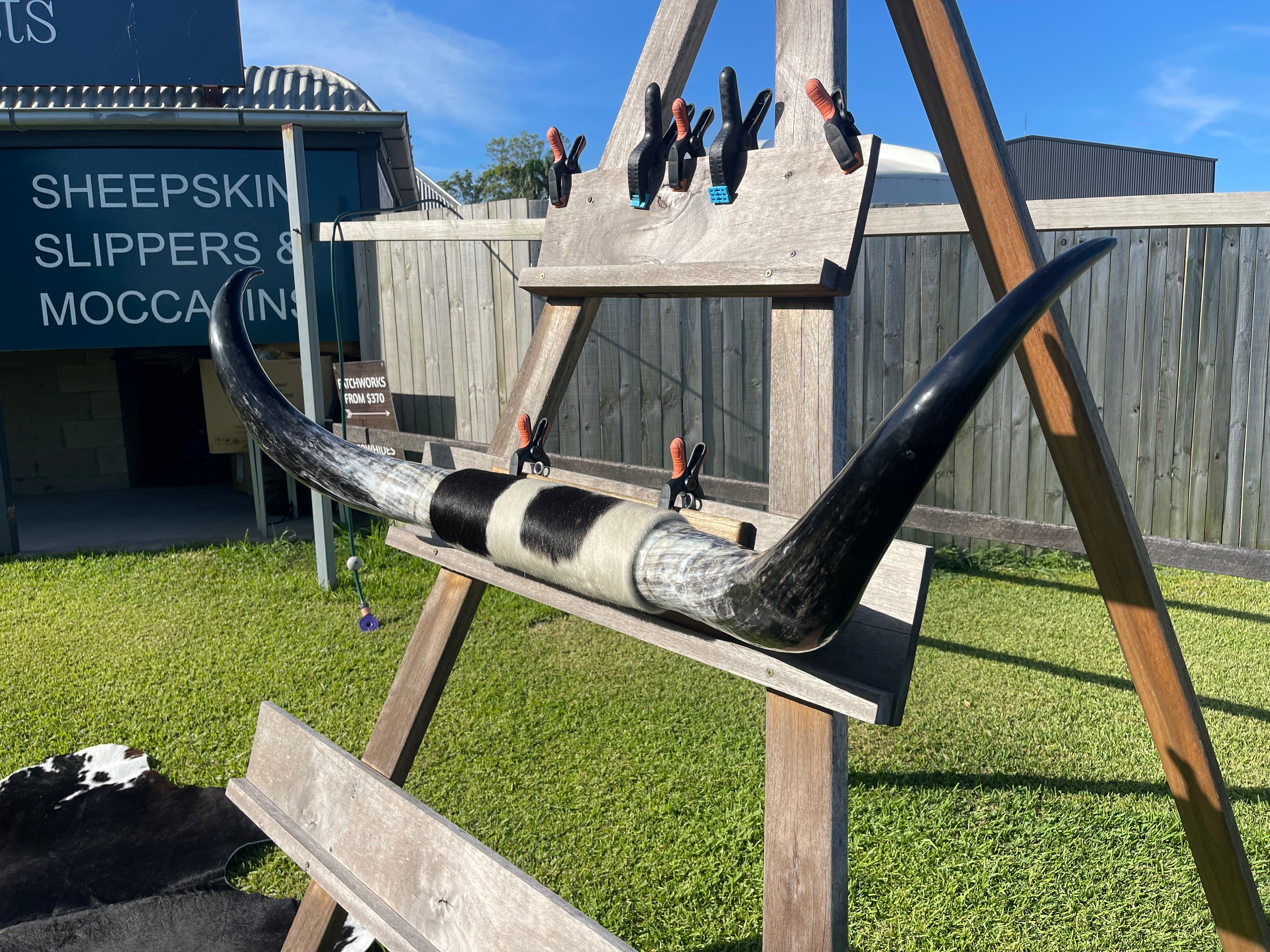 Mounted Cow Horns 09 (delivery extra on request)