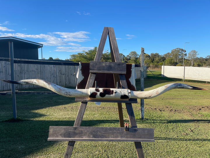 Mounted Cow Horns 43 (delivery extra on request)