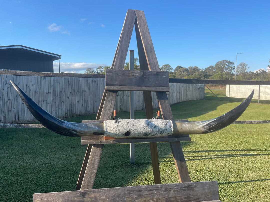 Mounted Cow Horns 39 (delivery extra on request)