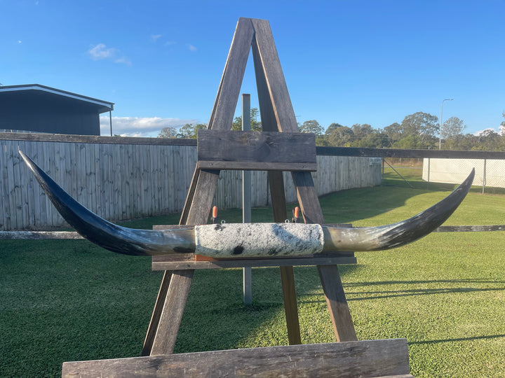 Mounted Cow Horns 39 (delivery extra on request)
