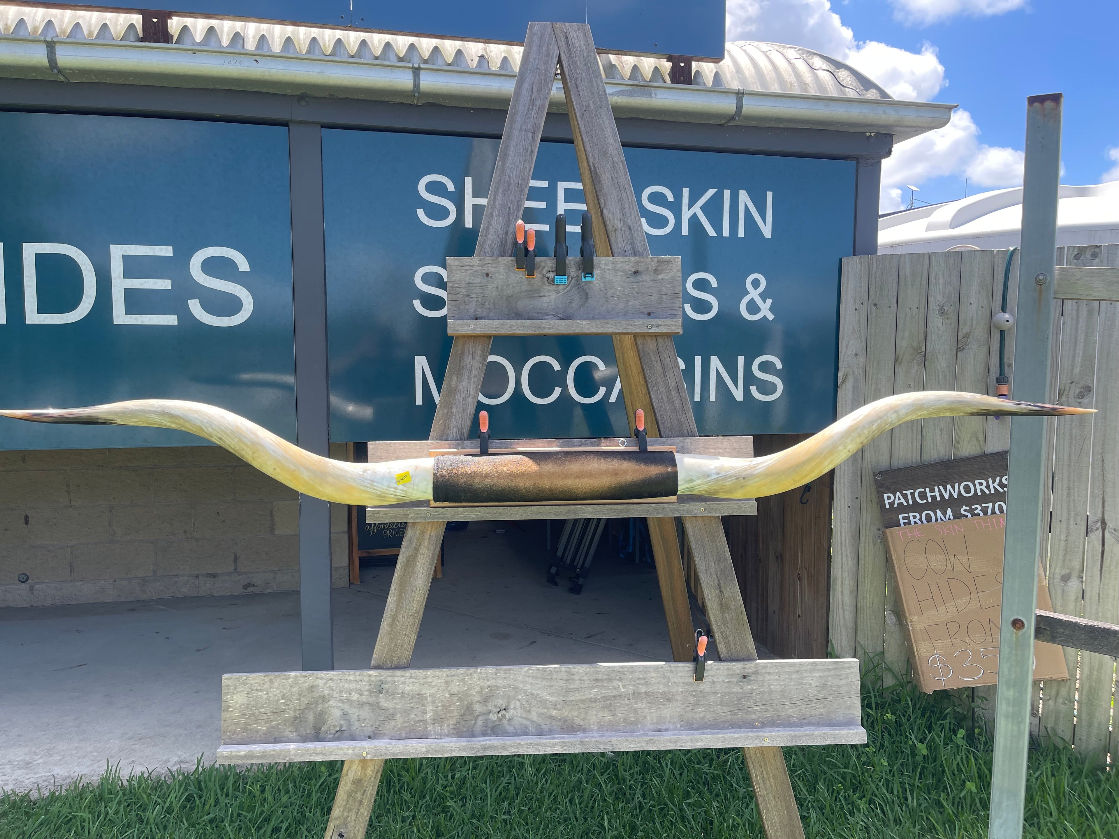 Mounted Cow Horns 34 (delivery extra on request)