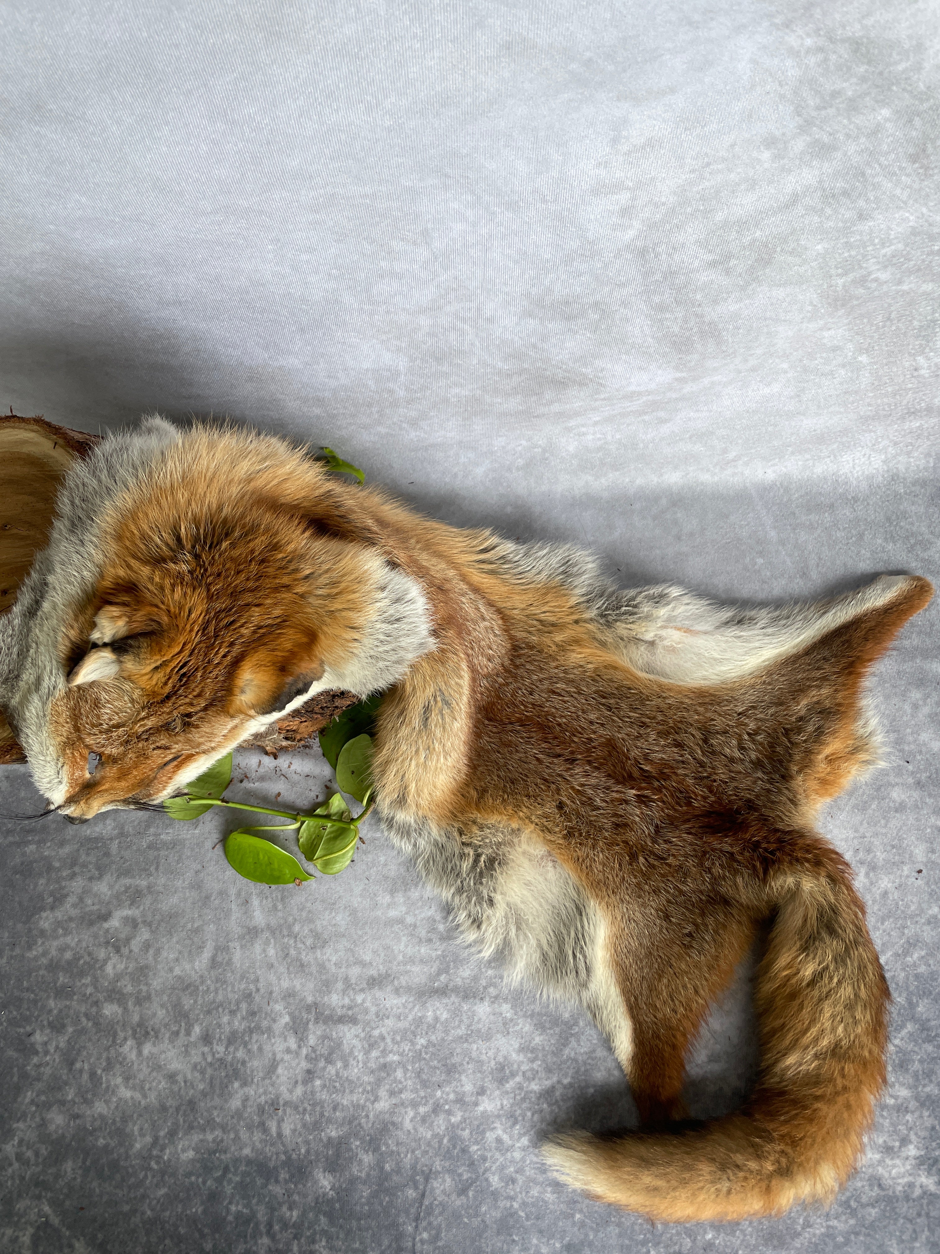 Specialty Skin - Fox Skins